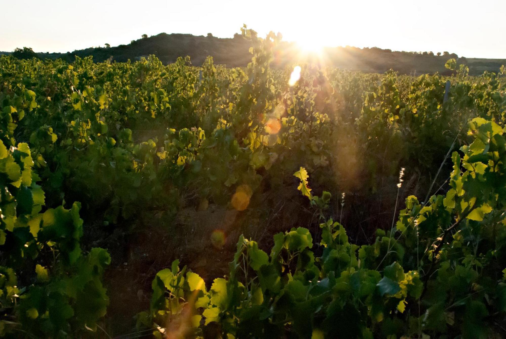 Bed and Breakfast Chartreuse De Mougeres - Caux Pezenas Екстер'єр фото